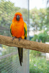 Obraz premium Macaw perched on a branch in a natural pose. 