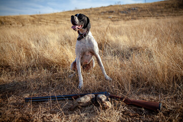 A white-black English pointer dog sitting in front of hunted chukars. English pointer with field scene and hunted partridges and side-by-side gun.