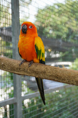 Macaw perched on a branch in a natural pose.                              