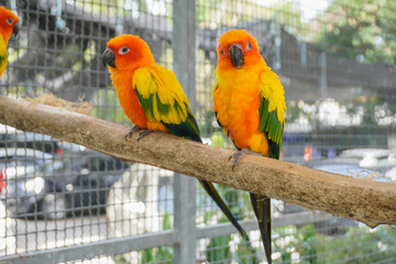 Two macaws perched on a branch in a natural pose.