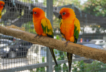 Two macaws perched on a branch in a natural pose.