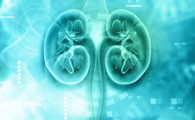 Human kidney anatomy on blue color background. 3d illustration. - obrazy, fototapety, plakaty