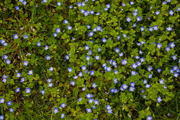 Summer background with blue flowers veronica chamaedrys. Blue flower bloom on green grass, spring background