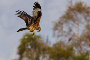 Red Kite (Milvus milvus)