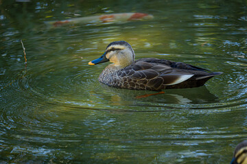 池を優雅に泳ぐカルガモの穏やかな午後6