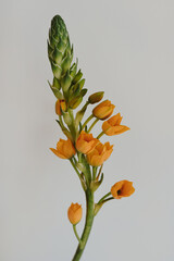 Delicate Star of Bethlehem flower stem on white background. Aesthetic close up view floral...