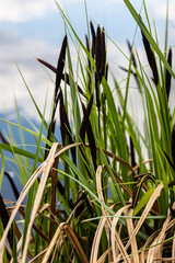 Carex acuta - found growing on the margins of rivers and lakes in the Palaearctic terrestrial...