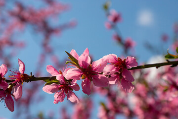 Peach tree, blurred background. Blooming tree in spring with pink flowers. The beauty of the spring garden, the concept of spring
