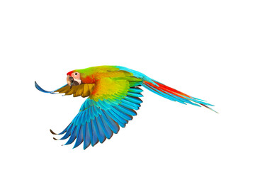 Colorful of Shamlet macaw parrot flying isolated on transparent background png file