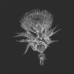 Thistle, herb sketch in vector, botanical drawing - obrazy, fototapety, plakaty