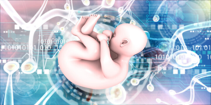 Human fetus anatomy on scientific background. 3d illustration.