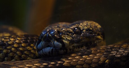 A close-up of the face of a snake returning to its coil in a zoo terrarium. A beautiful snake rests behind the glass of a terrarium at a zoo. Close-up of a snake through the glass of a terrarium.