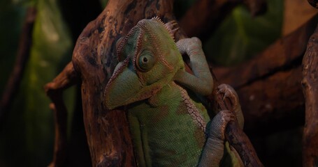 A beautiful green chameleon sits on a tree branch in a terrarium. Close-up of a chameleon's head turning its eyes in different directions in search of food. Concept of a chameleon in a terrarium.