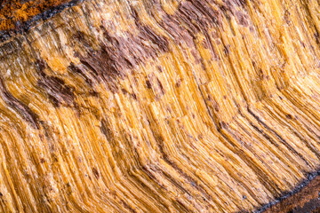 Tiger's eye golden macro detail texture background. close-up raw rough unpolished semi-precious gemstone
