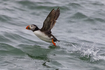 Puffin (Fratercula arctica)