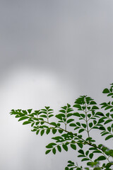 green leaves on a branch