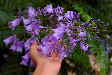 jacaranda flower, petal  as phoenix bird in blue