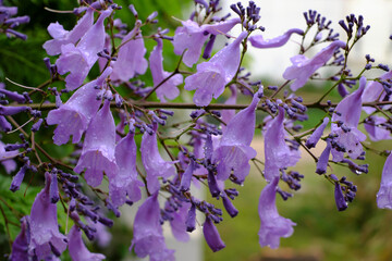 jacaranda flower, petal  as phoenix bird in blue