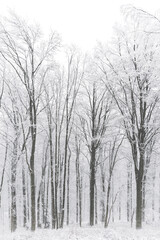 Abstract and fantasy silhouettes of snow-covered beech trees in deep fog.
