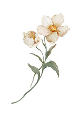 Greeting card with delicate flowers on a white background in a watercolor style