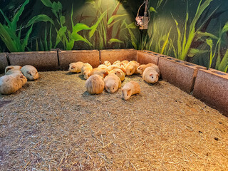 기니피그(Cavia porcellus)