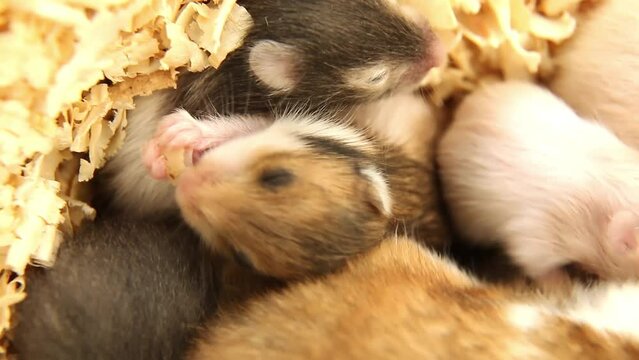 A newborn hamster is gnawing on a grain. A blind little mouse is eating a treat.