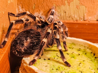 타란툴라, Tarantula, 