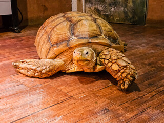 육지 거북이(a land turtle)