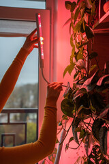 Woman installing phyto lamp at home to grow plants in winter time, hand close-up. Purple light of...