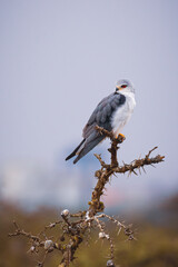 Animals in the wild - black-winged kite (Elanus caeruleus)