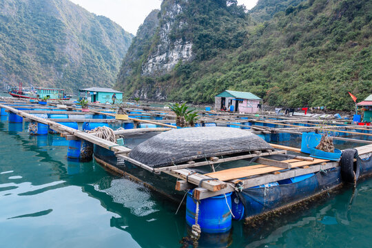 Fish farm at the Cua Van floating village, Halong Bay, Vietnam