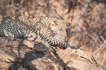 Animals in the wild - Leopard resting on a rock - Samburu National Reserve, Kenya