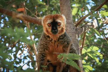Lemur, Isalo National Park, Route Nationale 7, Madagascar, Africa