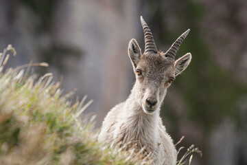 Ibex capra, Haute-Savoie, France
