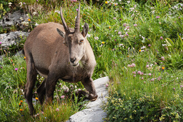 Ibex capra, Haute-Savoie, France