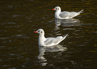 Two black-headed galls ( Larus ridibundus) swim through water tinted by the reflection of autumn leaves