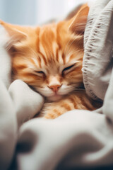 Cute cat feline sleep animal pet
