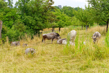 Herd of cows breed Rätisches Grauvieh grazing at meadow at City of Zürich district Schwamendingen on a cloudy summer day. Photo taken June 26th, 2023, Zurich, Switzerland.