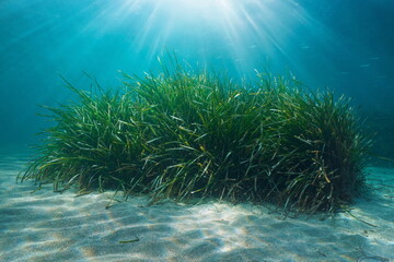 Seagrass on a sandy seabed with sunlight underwater in the Mediterranean sea (Neptune grass Posidonia oceanica), natural scene, France, French Riviera