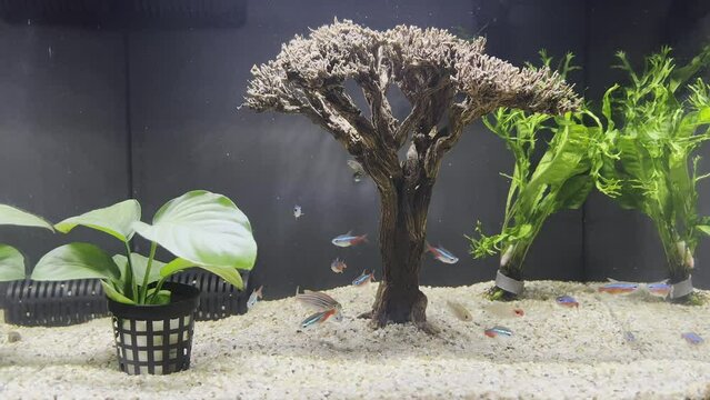 Neon Tetra and Galaxy Rasbora Danio Margaritatus Aquarium Fishes in decorative home aquarium tank