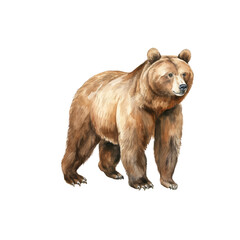 Obraz premium Bear watercolor illustration brown grizzly bear. hand down painted on a white background. PNG 300DPI clipart isolated