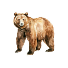 Bear watercolor illustration brown grizzly bear. hand down painted on a white background. PNG 300DPI clipart isolated - obrazy, fototapety, plakaty