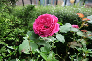 Bright pink roses are blooming
