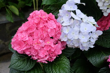 pink and white hydrangea blooming in the garden