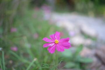 Fototapeta premium pink cosmos flower blossom in the garden