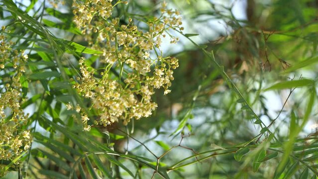Pepper tree flower Schinus molle flowers video