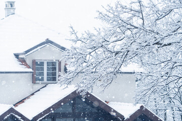 Snow-cowered winter trees stand next to house.