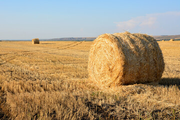 bale of hay on the field in sunset isolated copy space  