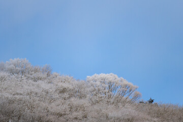 美しい霧氷する森