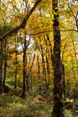 大台ヶ原の紅葉　奈良県
